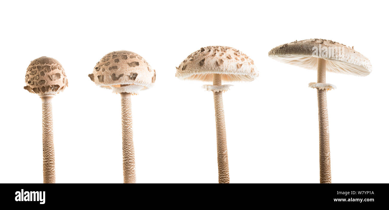 Parasol (fungo Macrolepiota procera), Maine-et-Loire, Loire-Anjou-Touraine parco naturale, Francia, ottobre. meetyourneighbors.net progetto Foto Stock