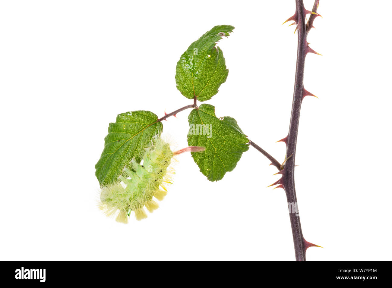 Pale tussock moth (Calliteara pudibunda) caterpillar su Rovo foglie, Maine-et-Loire, Francia, settembre. meetyourneighbors.net progetto Foto Stock