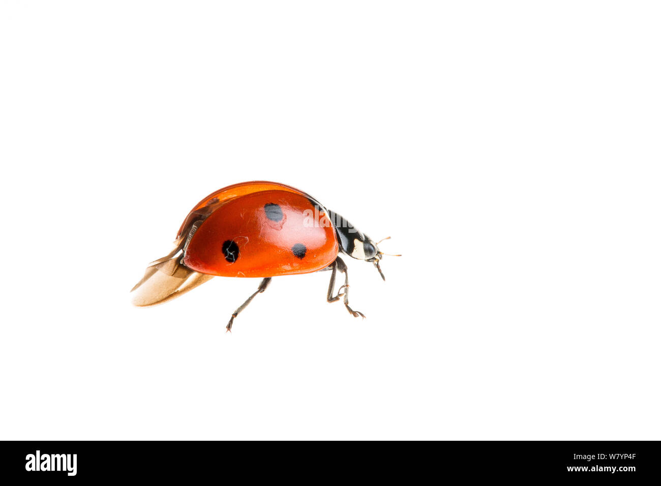 Sette spot ladybird (Coccinella septempunctata), Maine-et-Loire, Francia, settembre. meetyourneighbors.net progetto Foto Stock
