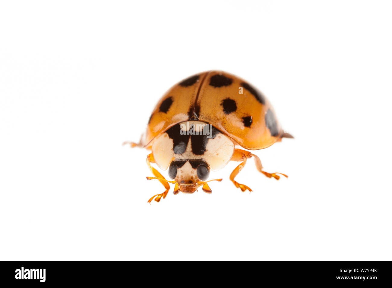 Harlequin ladybird (Harmonia axyridis), Maine-et-Loire, Francia, settembre. meetyourneighbors.net progetto Foto Stock