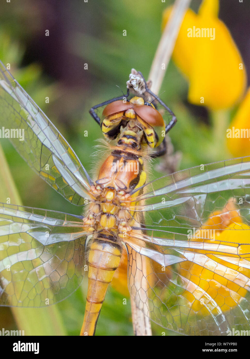 Nero darter dragonfly (Sympetrum danae) femmina, Moreden Bog, Dorset, Regno Unito, Agosto. Foto Stock