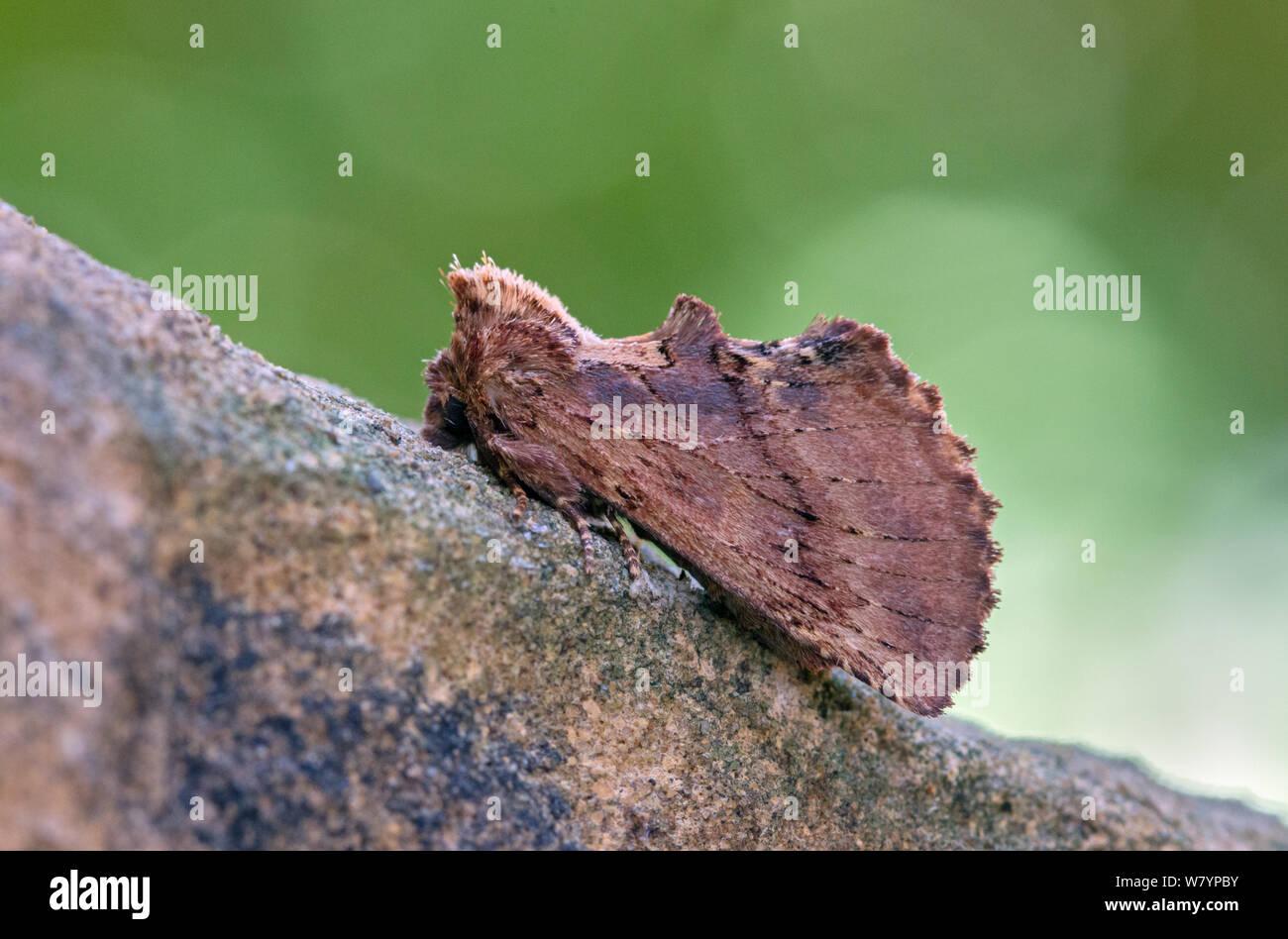 Coxcomb prominente tarma (Ptilodon capucina) forma scura, Wiltshire, Regno Unito, Giugno. Foto Stock