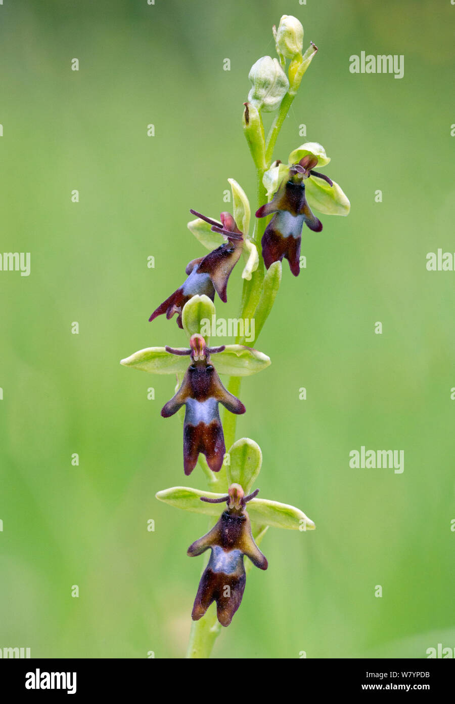 Fly orchid (Ophrys insectifera), Wiltshire, Regno Unito, Giugno. Foto Stock