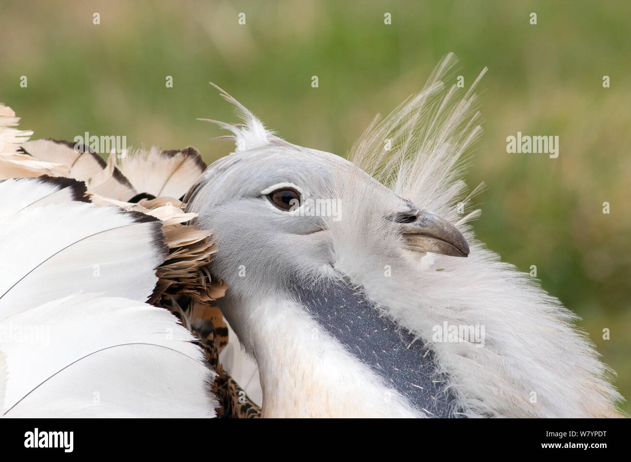 Grande (bustard Otis tarda) maschio &#39;Blk 9&#39; visualizzazione, Salisbury Plain, Wiltshire, Regno Unito, Marzo. Foto Stock