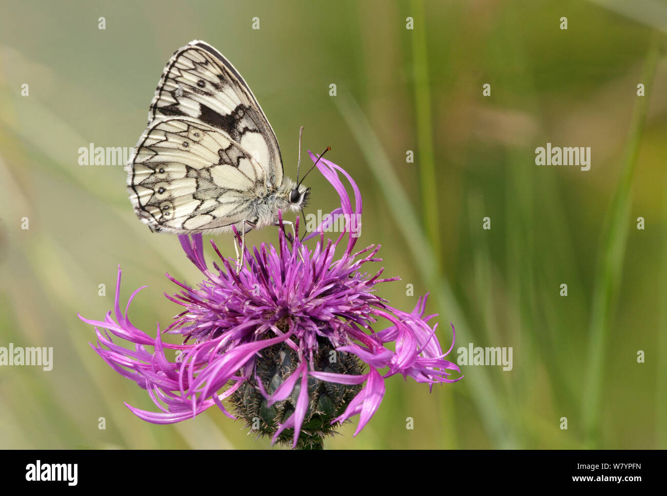 In marmo bianco (butterfly Melanargia galathea) sul fiore, Wiltshire, Regno Unito, Luglio. Foto Stock