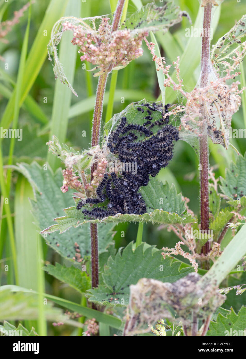 Farfalla pavone (Inachis io) bruchi alimentazione su ortica (Urtica dioca) Graylake RSPB Riserva, Somerset, Regno Unito, Giugno. Foto Stock