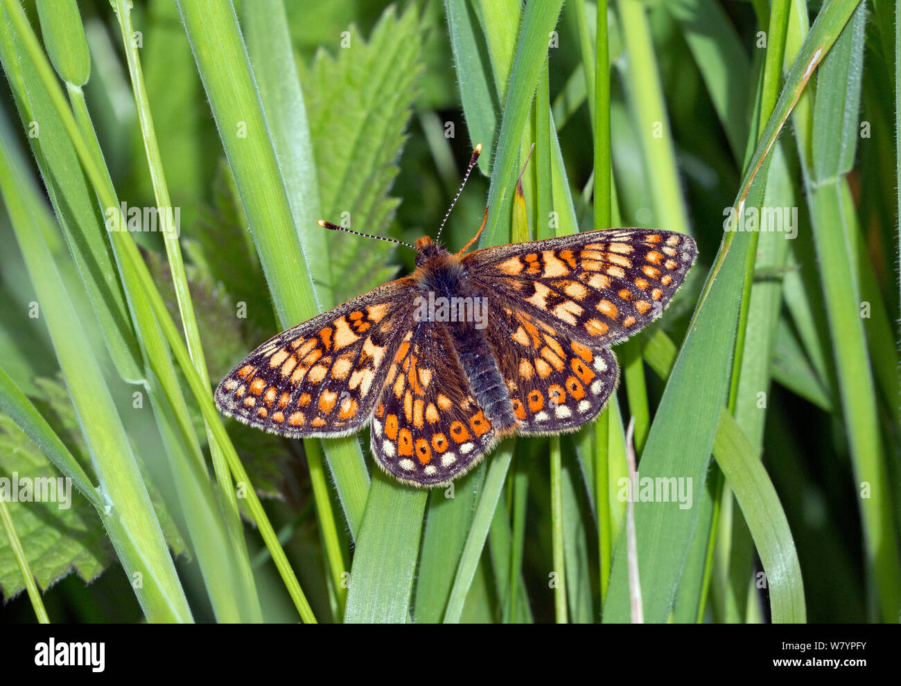 Marsh fritillary butterfly (Euphydryas aurinia), Wiltshire, Regno Unito, Giugno. Foto Stock