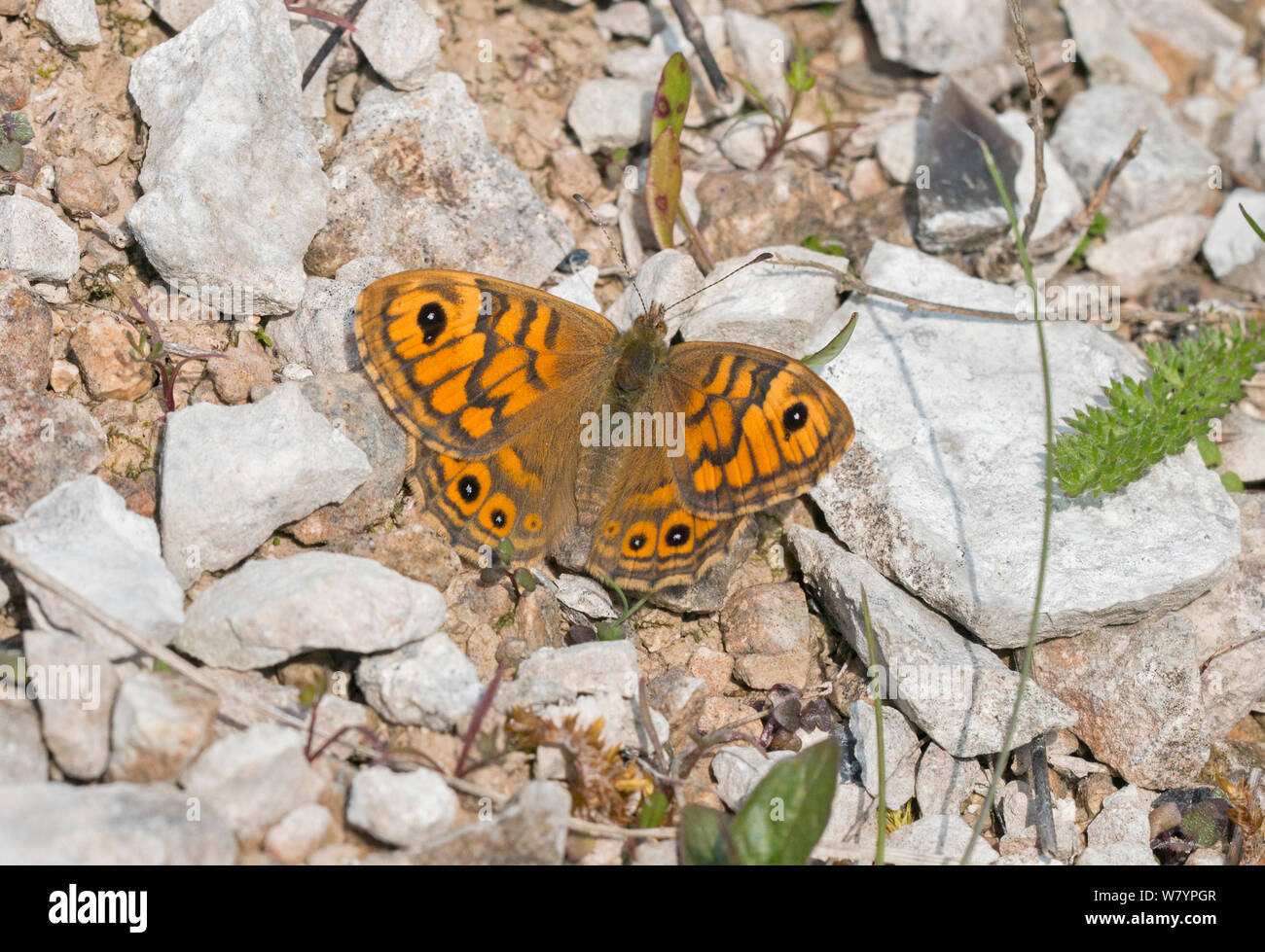 Parete butterfly (Lasiommata megera) femmina, Wiltshire, Regno Unito, maggio. Foto Stock