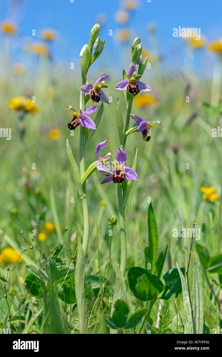 Bee orchid (Ophrys apifera), Wiltshire, Regno Unito, Giugno. Foto Stock