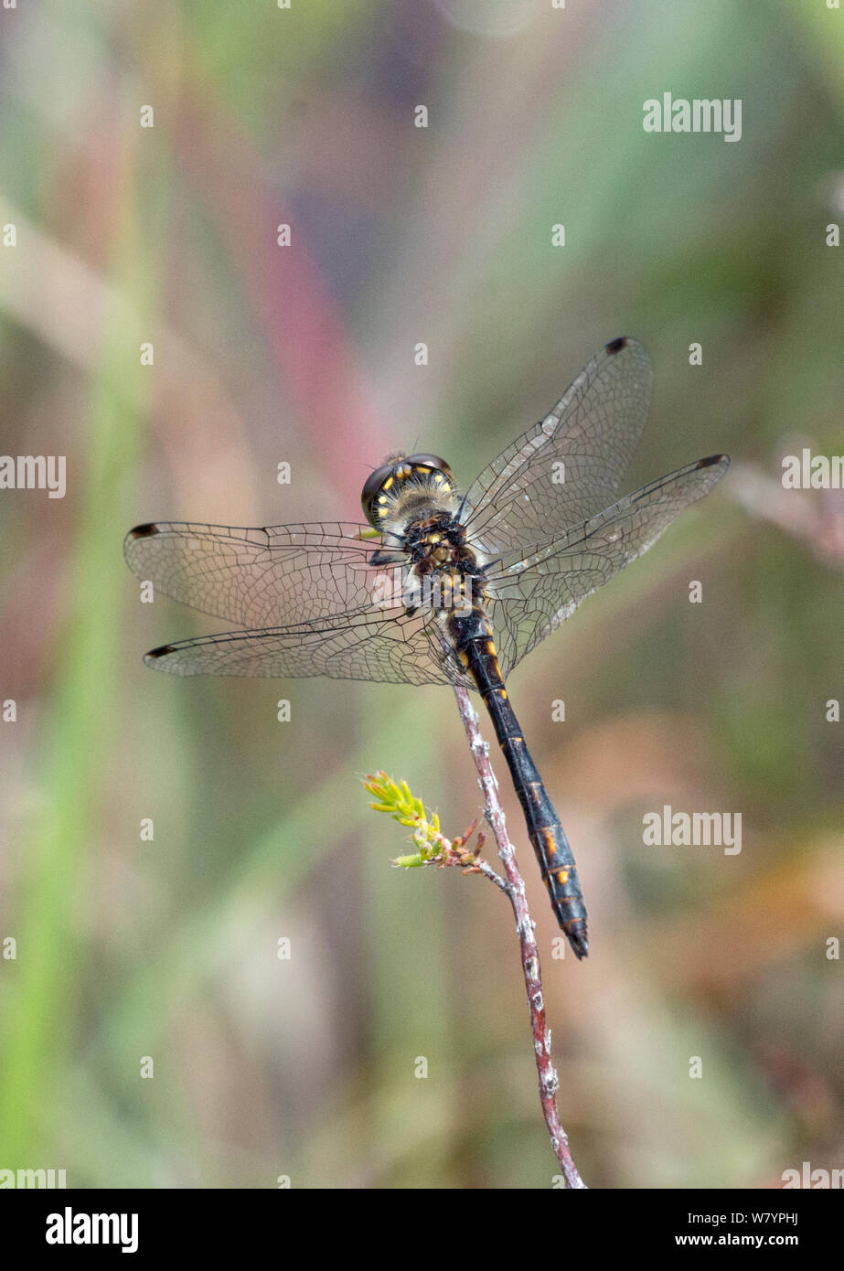 Nero darter dragonfly (Sympetrum danae) maschio Moreden Bog, Dorset, Regno Unito, Agosto. Foto Stock