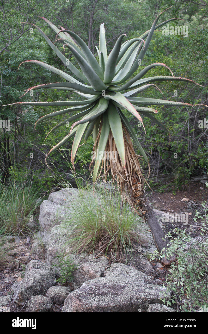 Aloe vera pianta, Zimbabwe. Gennaio 2011. Foto Stock