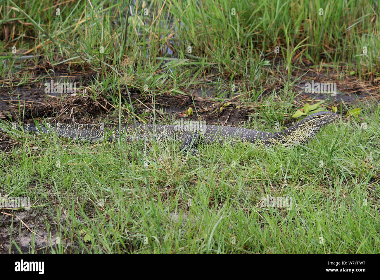 Monitor di roccia (Varanus albigularis) Bwabwata Conservancy, Namibia. Foto Stock