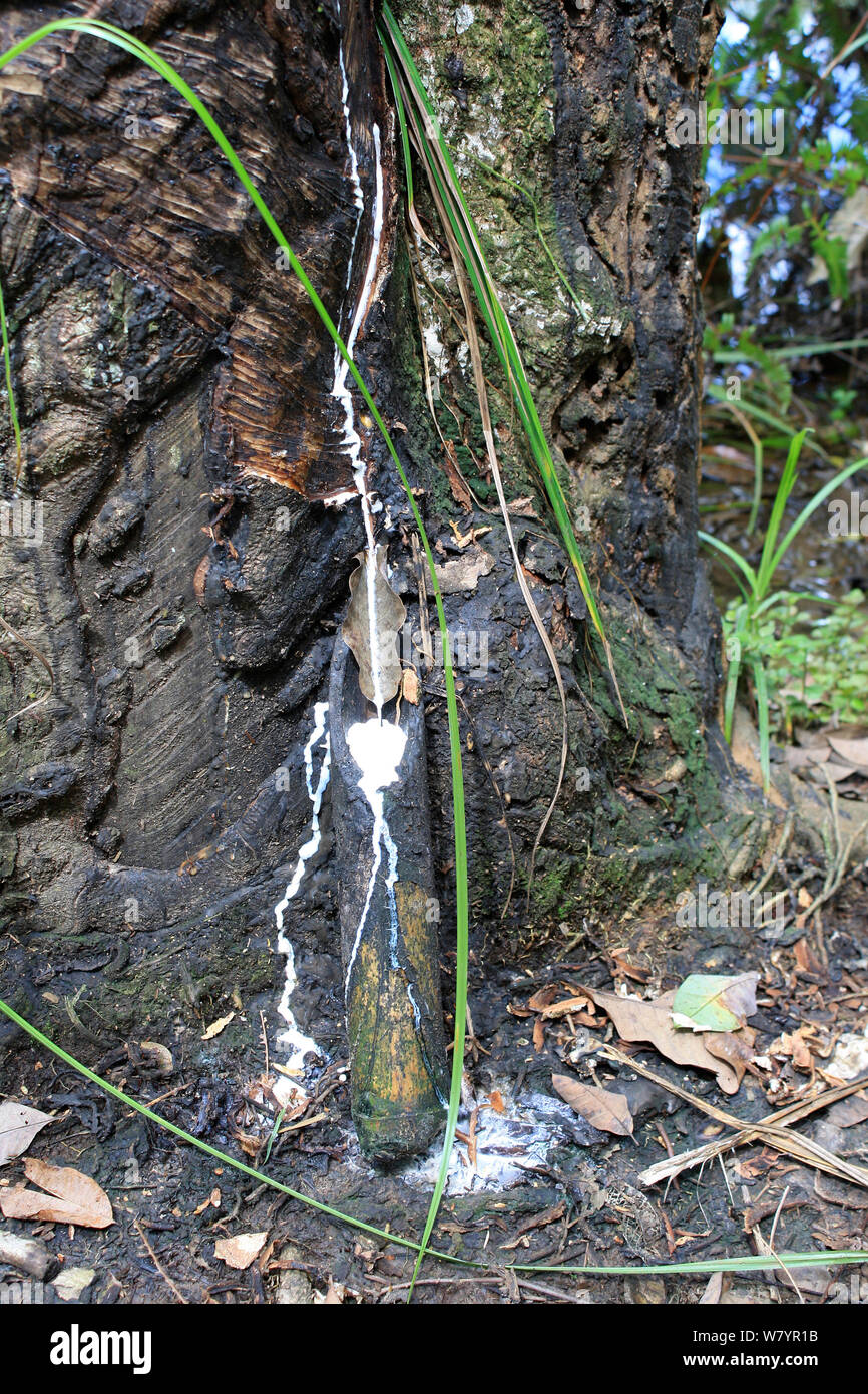 La maschiatura di gomma (Hevea Brasiliensis) Kalimantan centrale, Borneo Indonesiano. Giugno 2010. Foto Stock