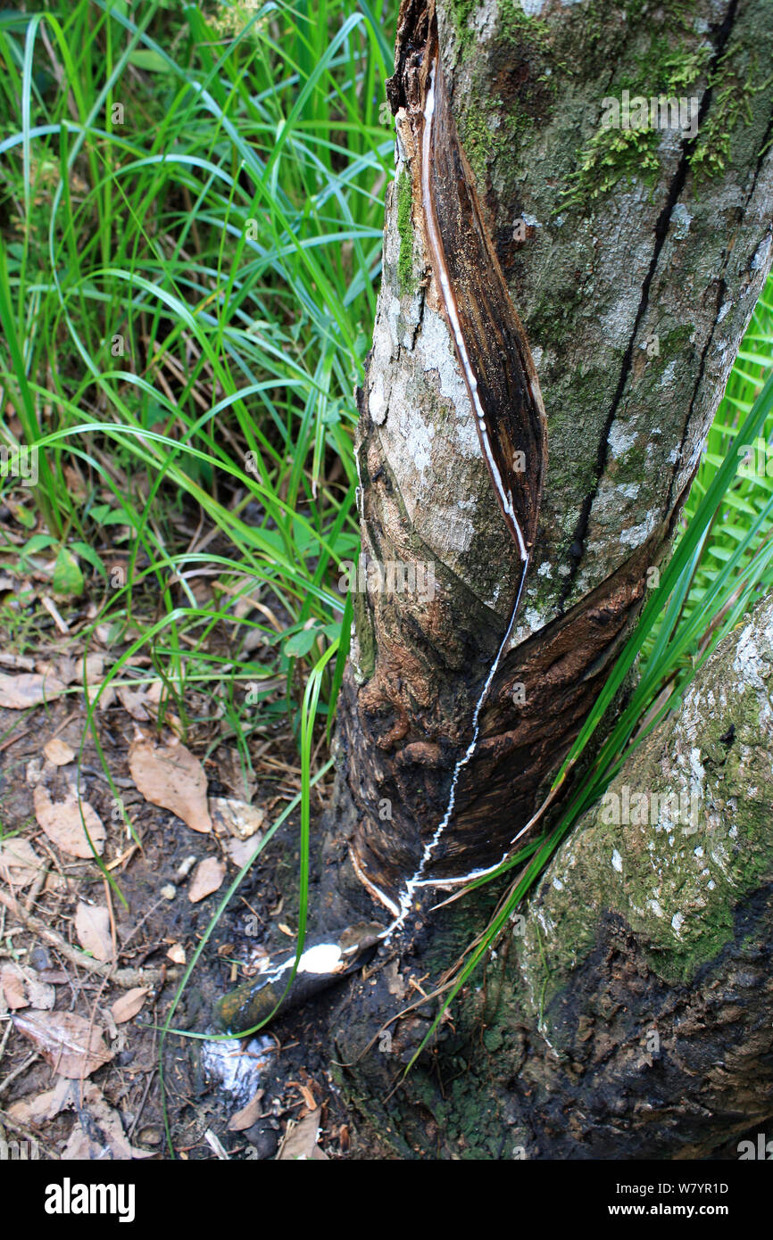 La maschiatura di gomma (Hevea Brasiliensis) Kalimantan centrale, Borneo Indonesiano. Giugno 2010. Foto Stock