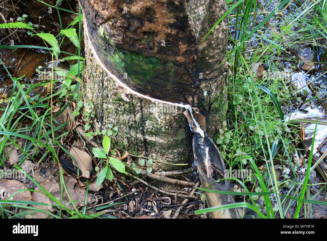 La maschiatura di gomma (Hevea Brasiliensis) Kalimantan centrale, Borneo Indonesiano. Giugno 2010. Foto Stock