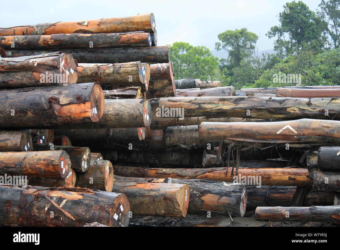 La deforestazione per la costruzione della diga, Sabah Borneo Malese. Luglio 2010. Foto Stock