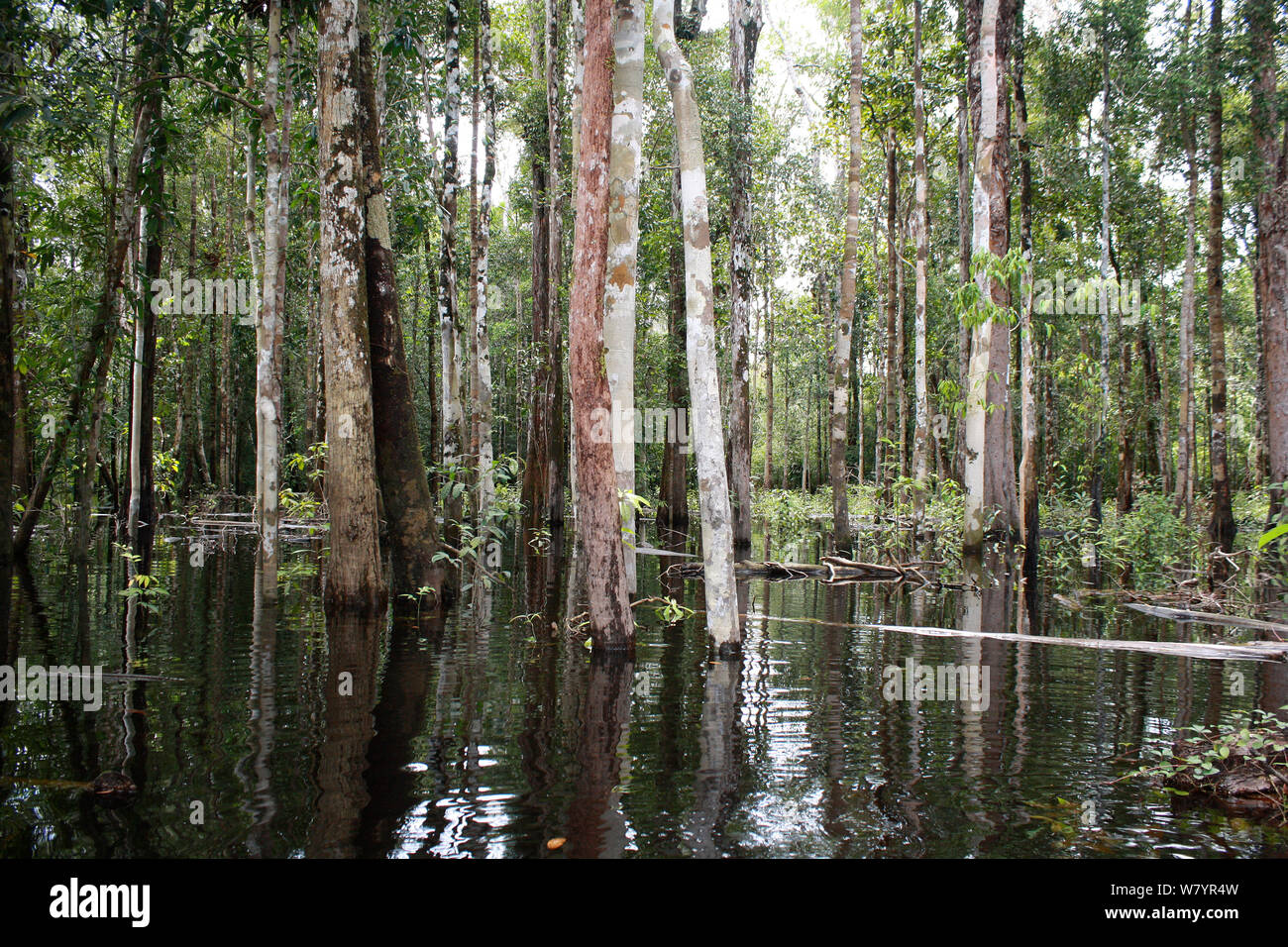 Area inondata di foresta, Gunung Palung National Park, West Kalimantan, Borneo Indonesiano. Luglio 2010. Foto Stock