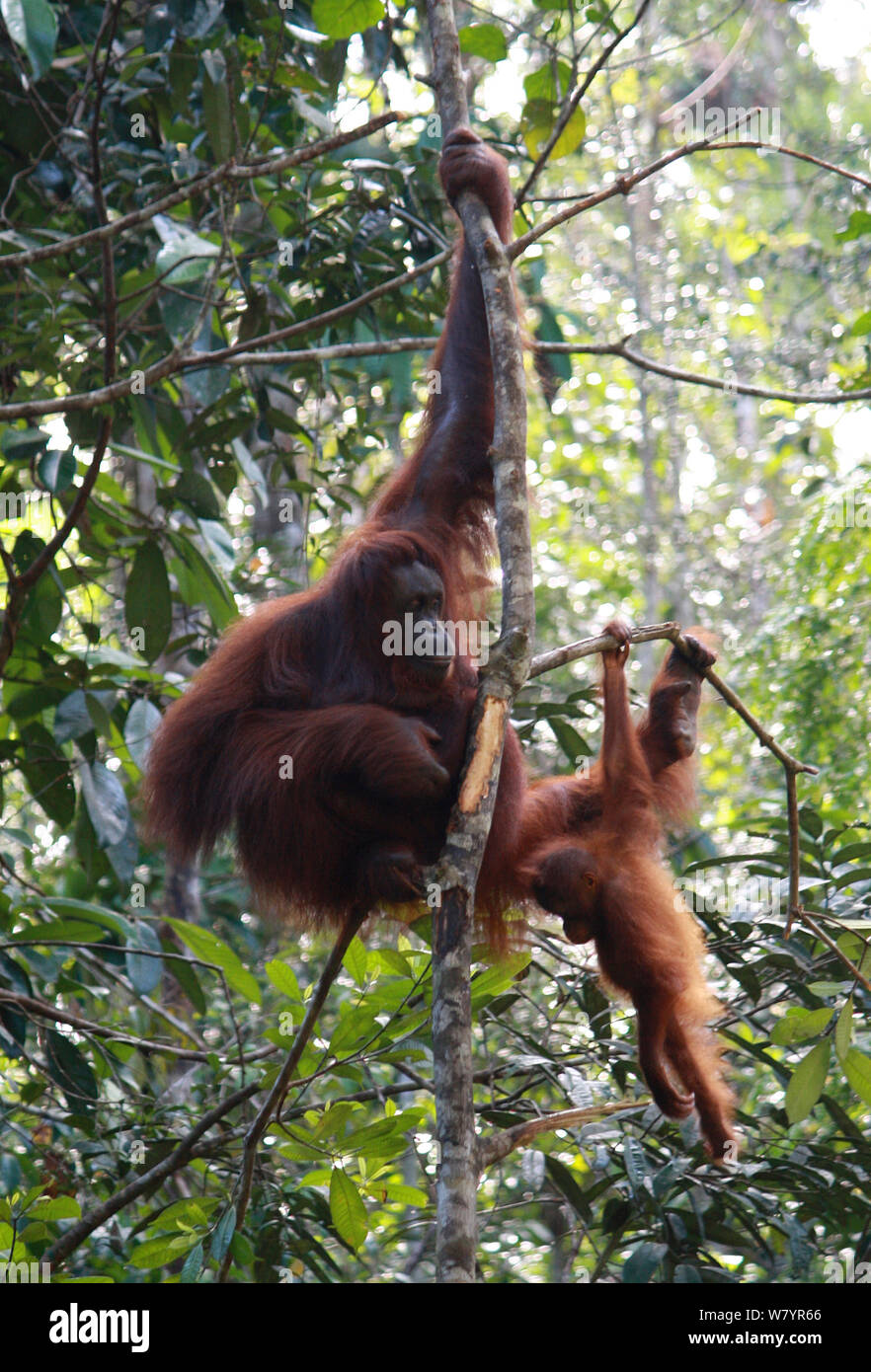 Bornean orangutan (Pongo pygmaeus) al di fuori del santuario. Kuwching, Sarawak, Malaysia. Agosto 2010. Foto Stock