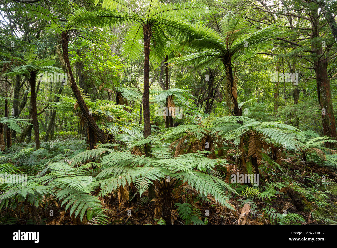 Foresta sul baccalà Island / Whenua Hou, principali habitat di specie gravemente minacciate Kakapo, Southland, Nuova Zelanda, febbraio. Foto Stock