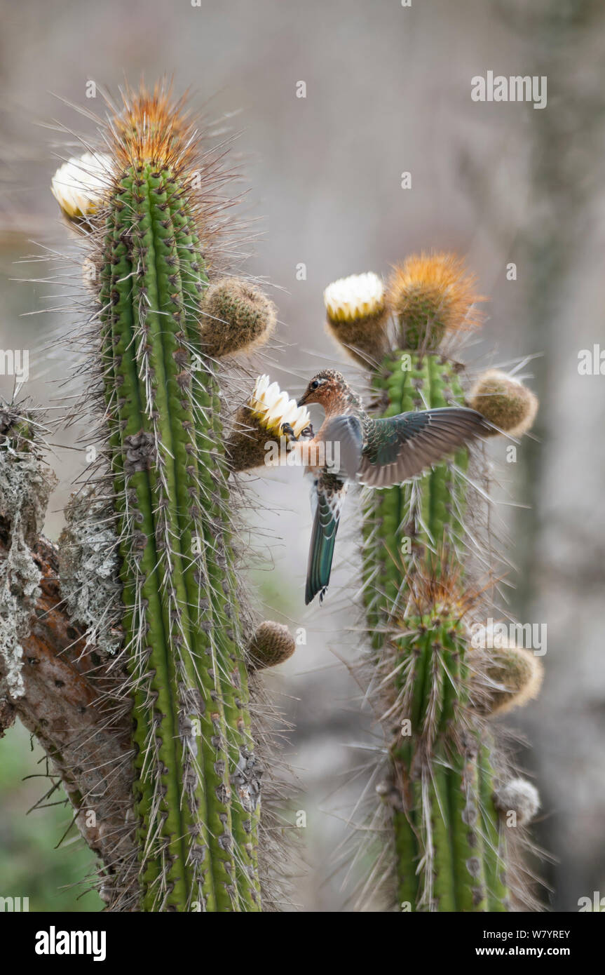 Hummingbird gigante (Patagona gigas) alimentazione su fiori di cactus, Tilgo isola, La Serena, Cile, Dicembre. Foto Stock