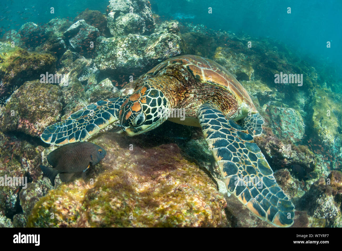 Tartaruga Verde (Chelonia Mydas) nuoto, Isola Rabida, Galapagos, Ecuador, Giugno. Foto Stock