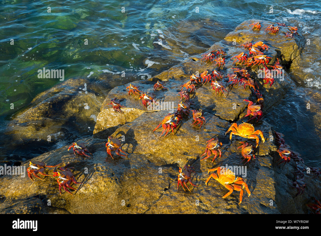 Sally-lightfoot crab (Grapsus grapsus) sulle rocce, Borrero Bay, Isola di Santa Cruz, Galapagos, Ecuador, maggio. Foto Stock