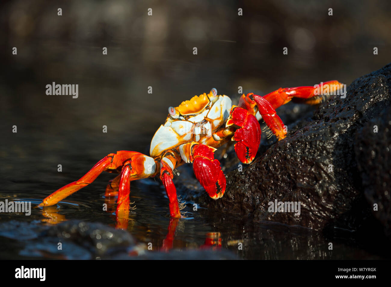 Sally-lightfoot crab (Grapsus grapsus), Puerto Egas, James Bay, isola di Santiago, Galapagos, Ecuador, Marzo. Foto Stock