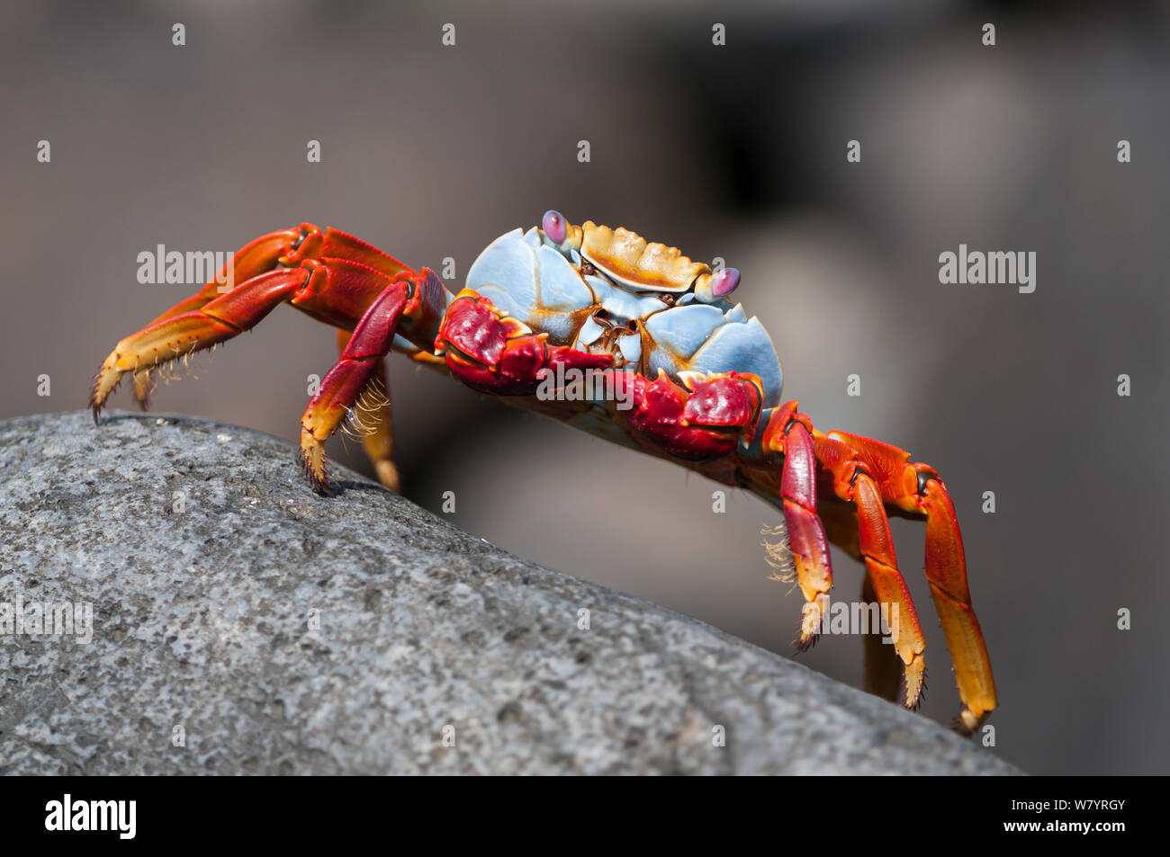 Sally-lightfoot crab (Grapsus grapsus) su roccia, Punta Suarez, all'Isola Espanola, Galapagos, Ecuador Foto Stock