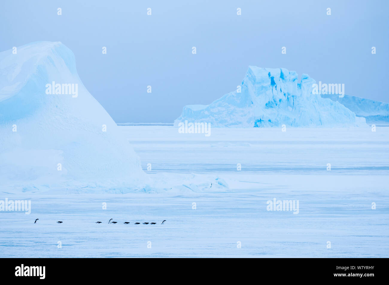 Adelie penguin (Pygoscelis adeliae) Passeggiate sul ghiaccio, Vicino stazione Davis, Prydz Bay, East Antarctica, Novembre. Foto Stock