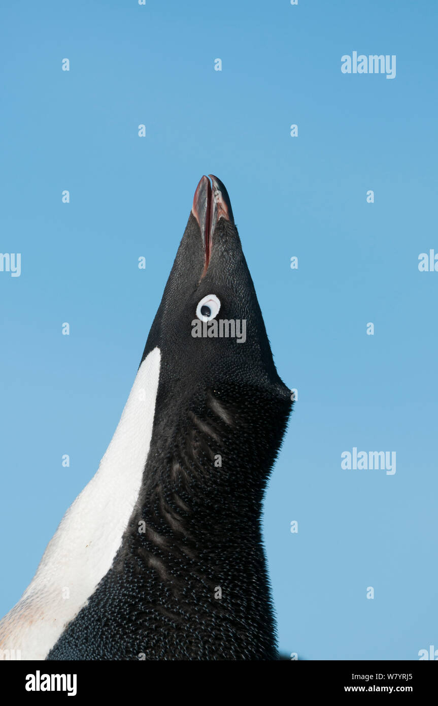 Adelie penguin (Pygoscelis adeliae) Visualizzazione, Prydz Bay, vicino stazione Davis, Vestfold Hills, Ingrid Christensen Costa, East Antarctica, Novembre. Foto Stock