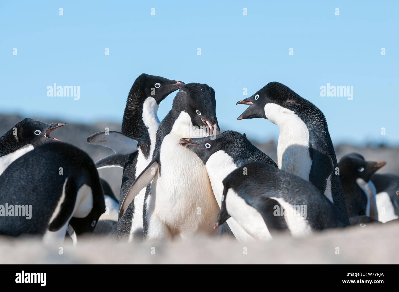 Adelie penguin (Pygoscelis adeliae) lotta per compagni e siti di nido, Prydz Bay, vicino stazione Davis, Vestfold Hills, Ingrid Christensen Costa, East Antarctica, Novembre. Foto Stock