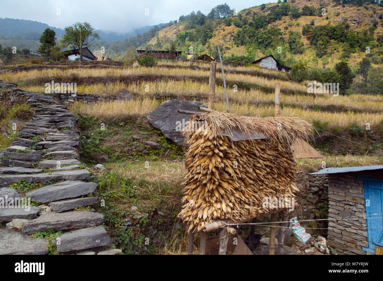 Essiccazione di mais al di fuori del villaggio, Birethanti, Modi Khola Valley, Himalaya, Nepal Novembre 2014. Foto Stock