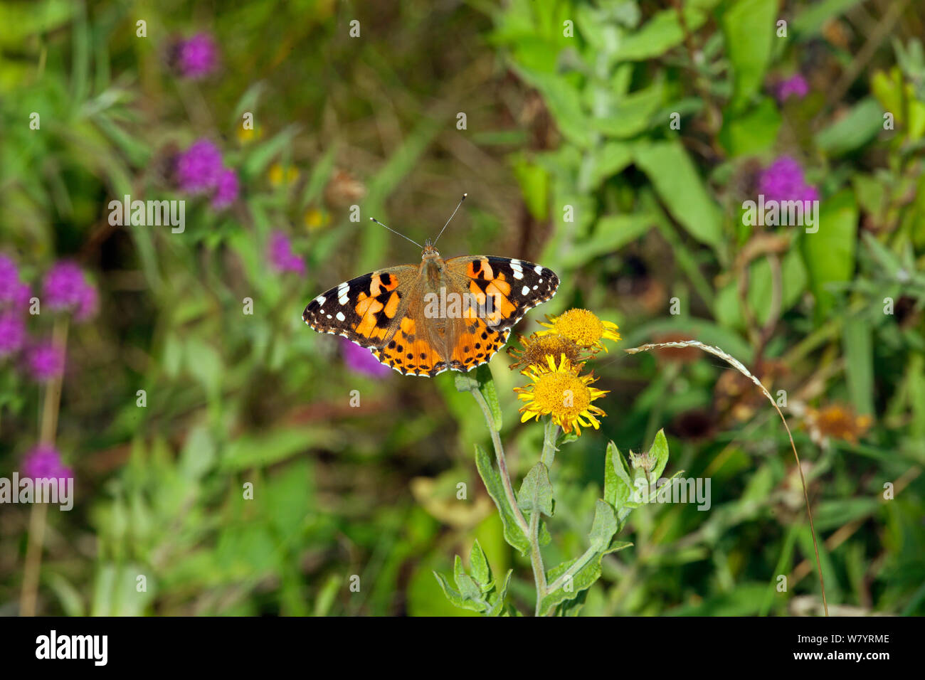 Dipinto di lady butterfly (Vanessa cardui) alimentazione su hawkweed, Norfolk, Inghilterra, Regno Unito. Settembre. Foto Stock