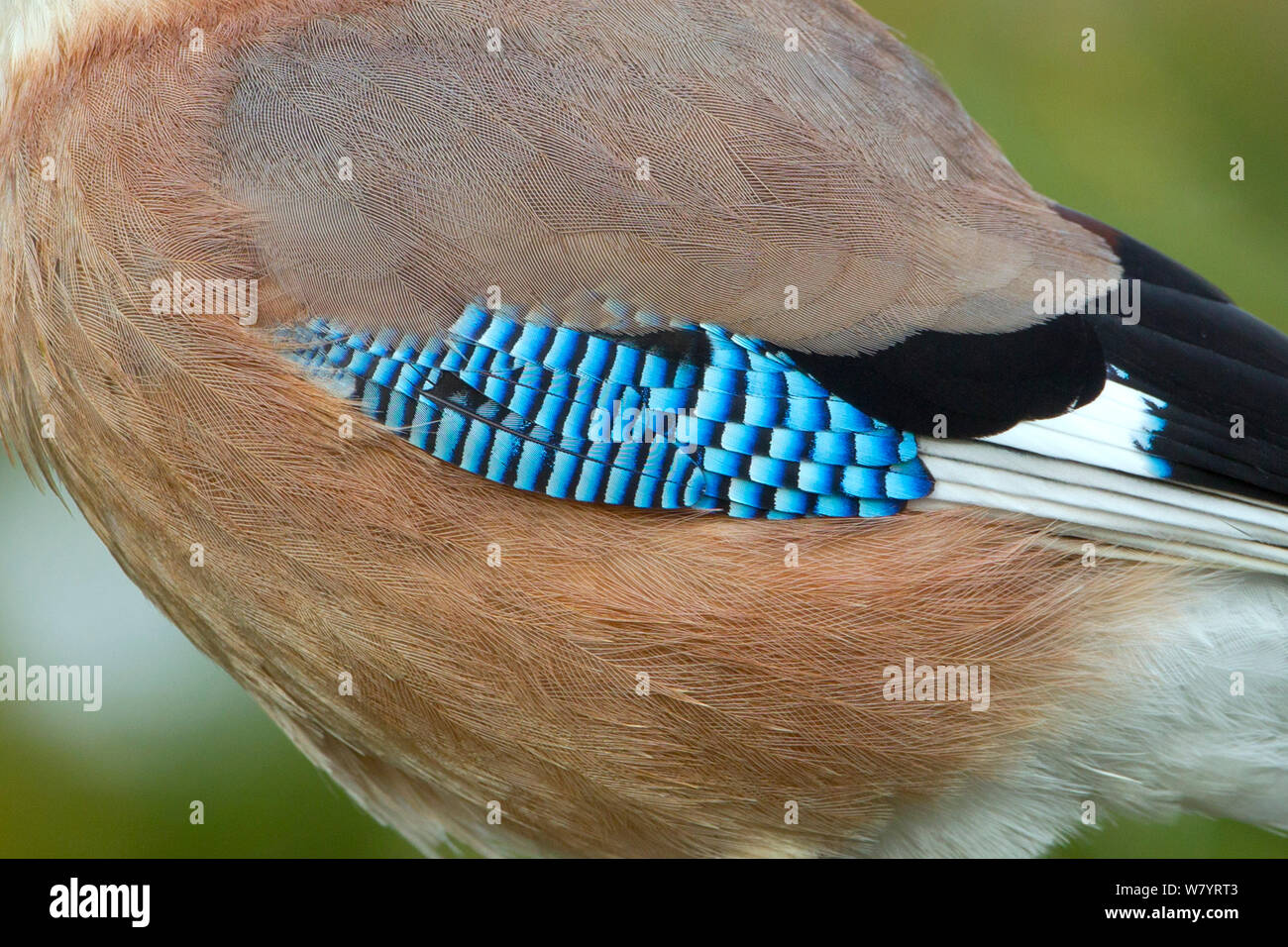 Jay (Garrulus glandarius) close-up di piume ala di dettaglio. Norfolk, Inghilterra, Regno Unito. Gennaio. Foto Stock