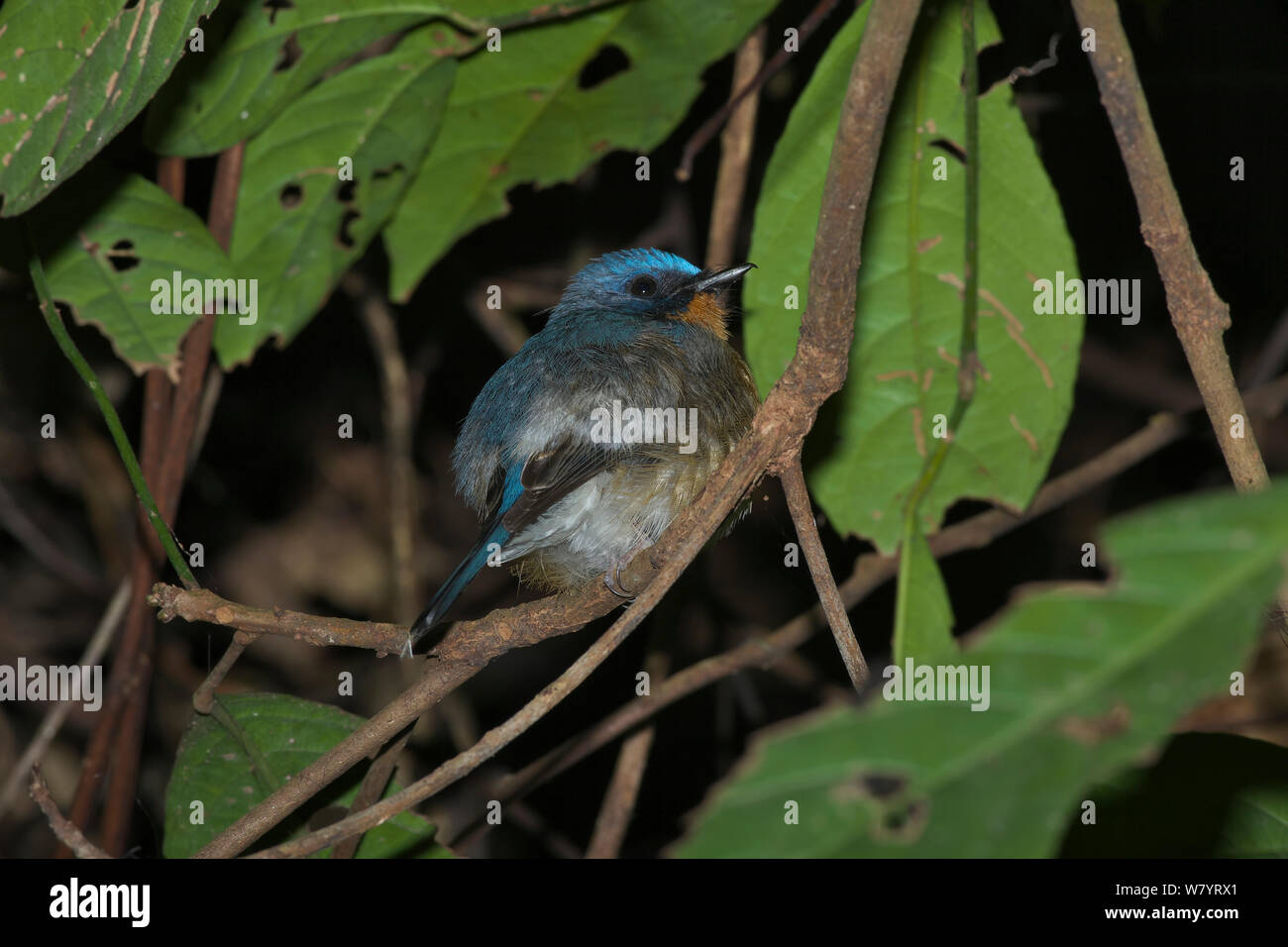 Hill blu-flycatcher (Cyornis banyumas whitei) maschio arroccato nella struttura ad albero, Xishuangbanna Riserva Naturale Nazionale, nella provincia dello Yunnan in Cina. Marzo. Foto Stock