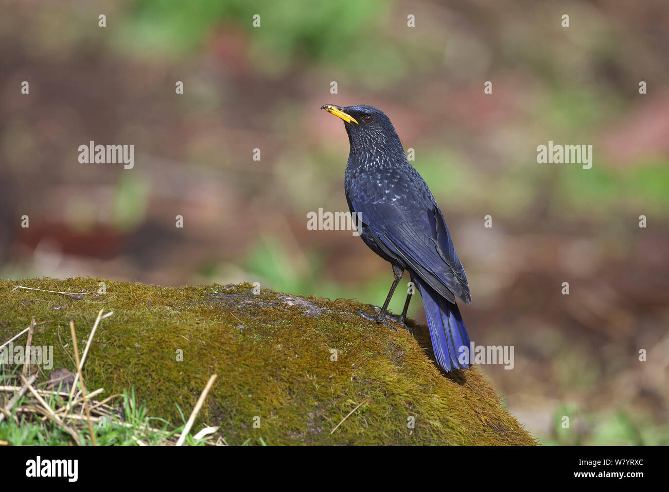 Sibilo blu-Tordo (Myophonus caeruleus eugenei) sulla roccia di muschio, vista posteriore, Lijiang Laojunshan National Park, nella provincia dello Yunnan in Cina. Aprile. Foto Stock