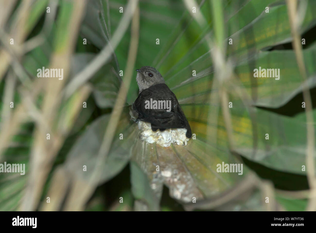 Asian palm swift (Cypsiurus balasiensis infumatus) sul nido tra foglie di palma, Xishuangbanna Riserva Naturale Nazionale, nella provincia dello Yunnan in Cina. Marzo. Foto Stock