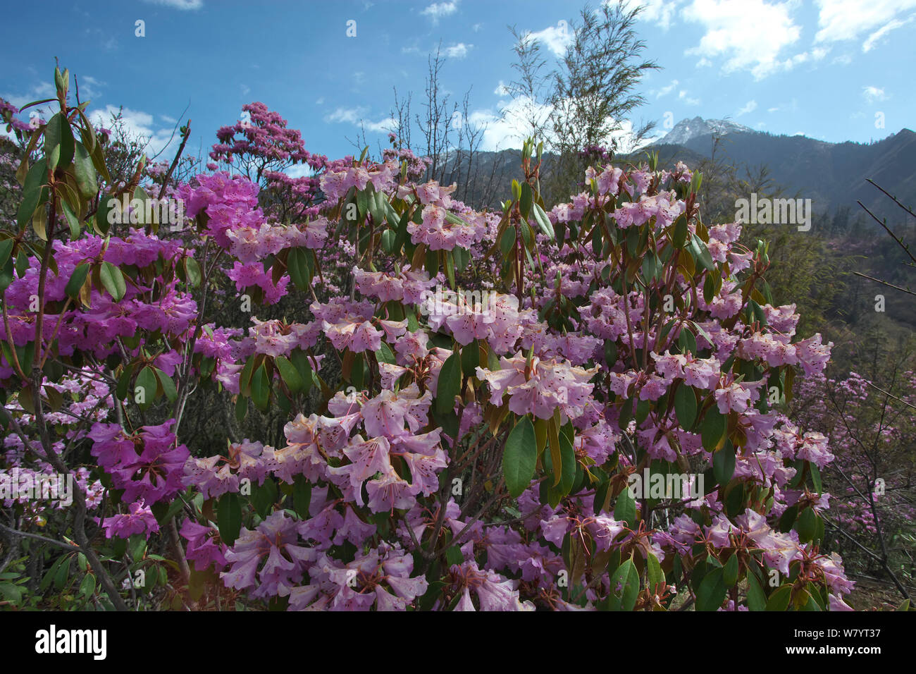 Fiori di rododendro rododendro (sp) con paesaggio di montagna in background, Lijiang Laojunshan National Park, nella provincia dello Yunnan in Cina. Aprile. Foto Stock