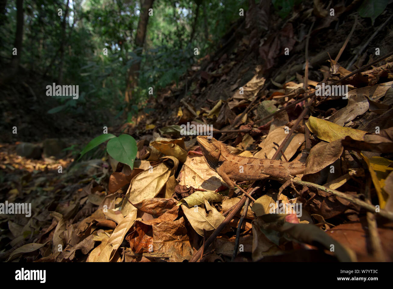 Emma grigio&#39;s forest lizard (Calotes emma), sul suolo della foresta. Xishuangbanna Riserva Naturale Nazionale, nella provincia dello Yunnan in Cina. Marzo. Foto Stock