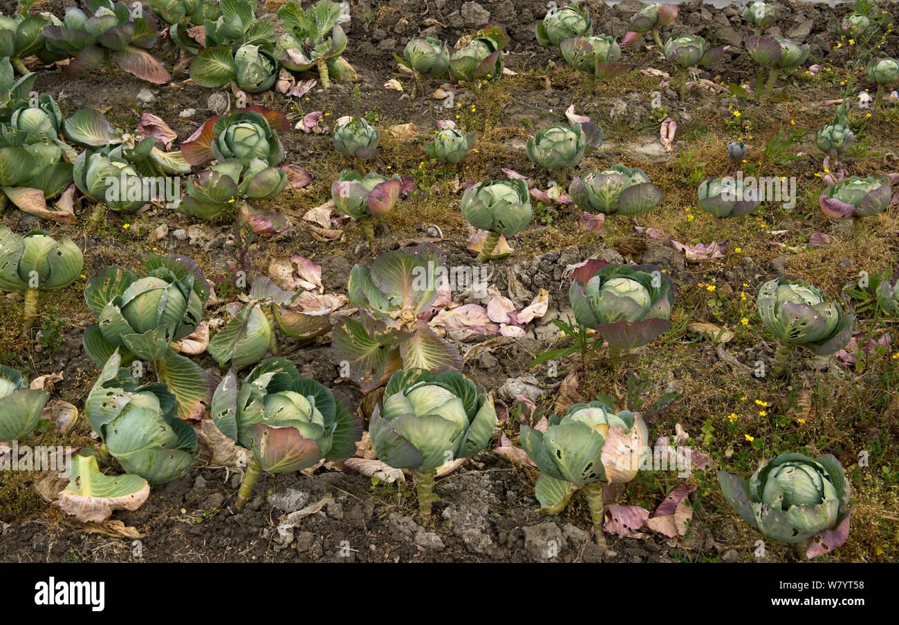 Cavoli cappucci in crescita organica nel giardino del ristorante stella Michelin &#39;La Chassagnette&#39;, Sambuc, Camargue, in Francia, in aprile. Foto Stock