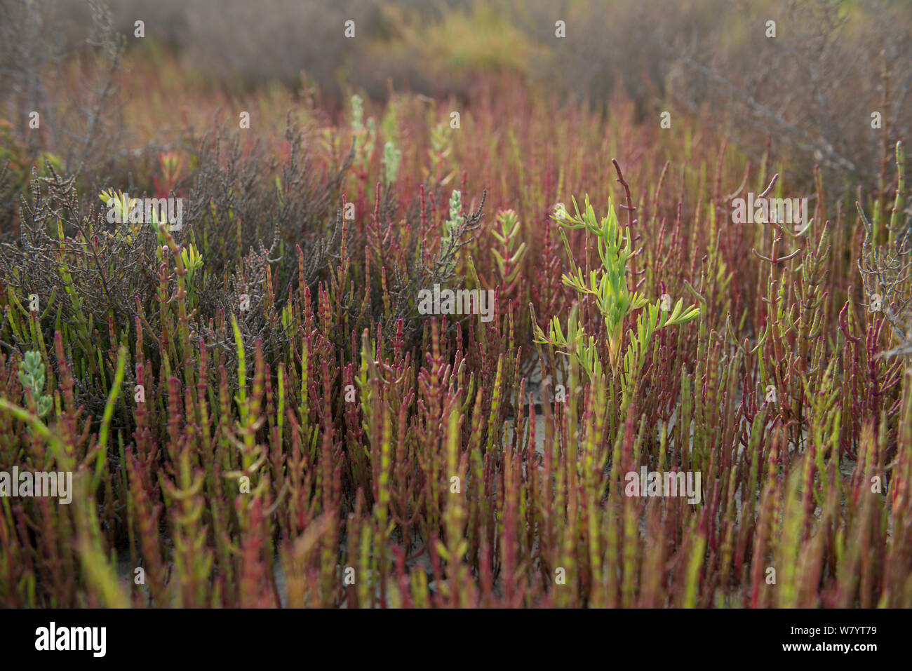 Seablite annuale (suaeda maritima) e la salicornia Salicornia (sp), Camargue, in Francia, in luglio. Foto Stock