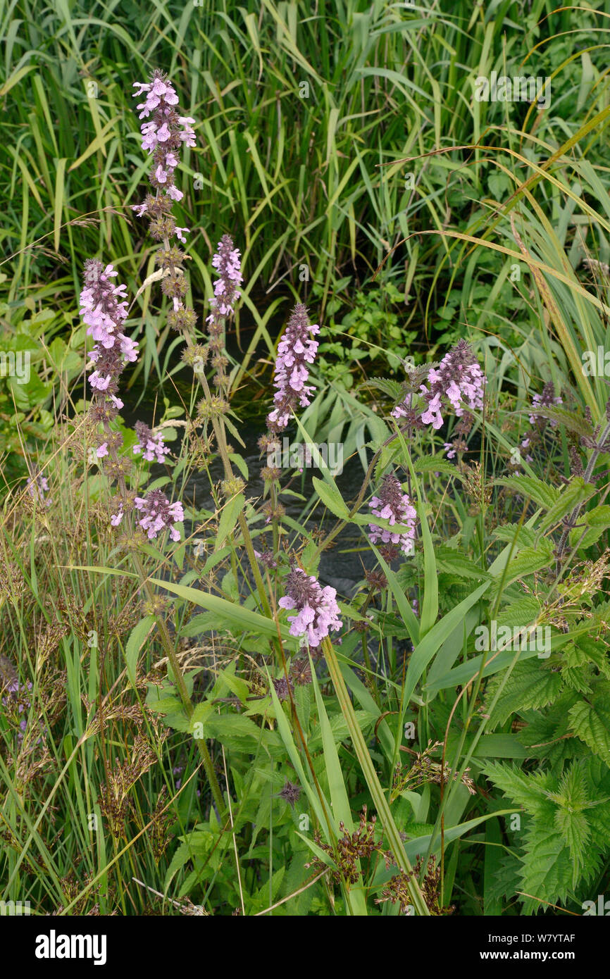 Marsh woundwort (Stachys palustris) ammassarsi fioritura da un flusso, Winfrith Heath, Dorset, Regno Unito, Luglio. Foto Stock