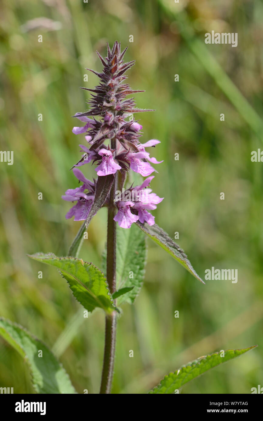 Marsh woundwort (Stachys palustris) fioritura da un flusso, Winfrith Heath, Dorset, Regno Unito, Luglio. Foto Stock