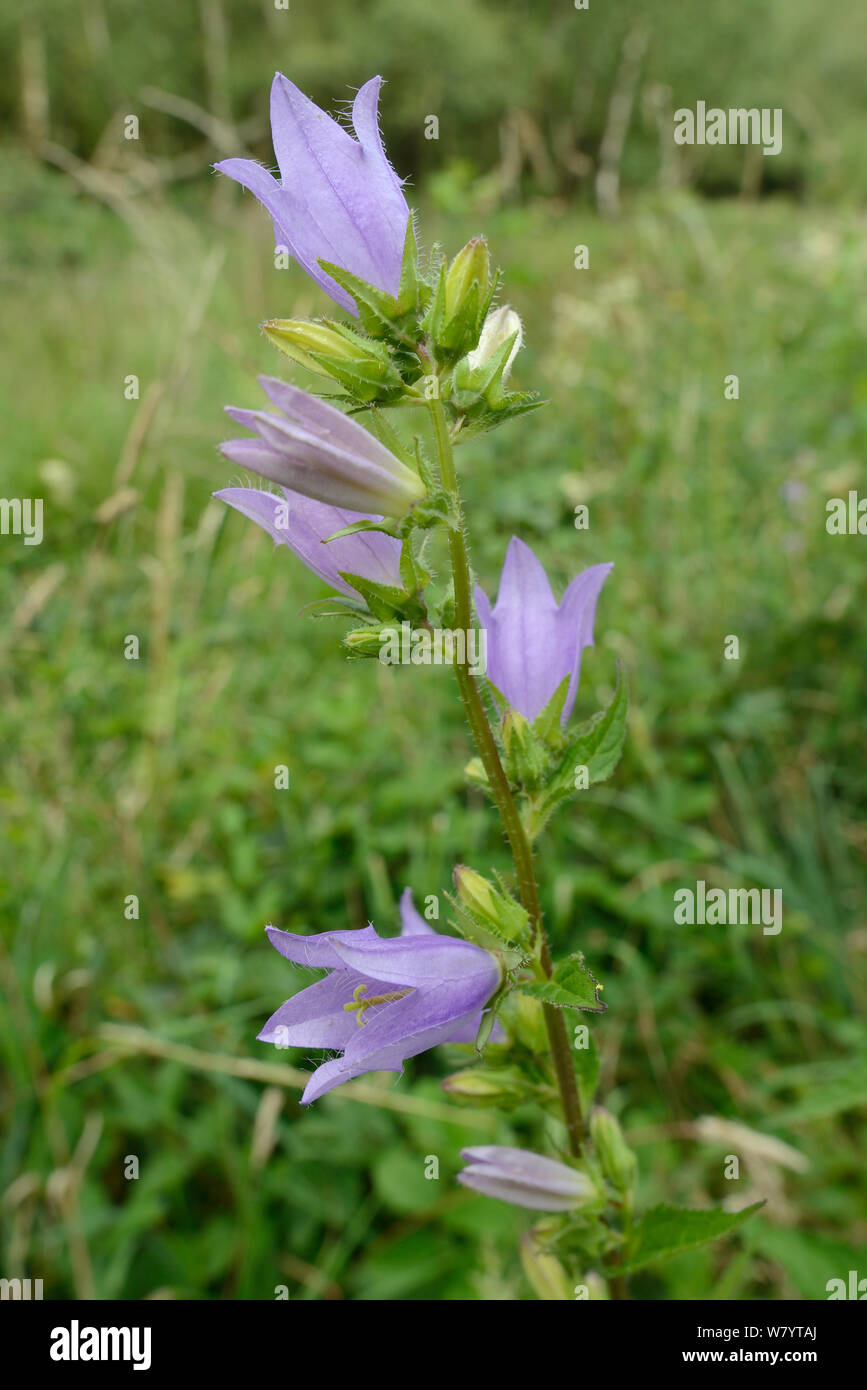 Ortica-lasciarono la campanula (Campanula trachelium) fioritura in una radura del bosco, bosco di Dorset, Regno Unito, Luglio. Foto Stock