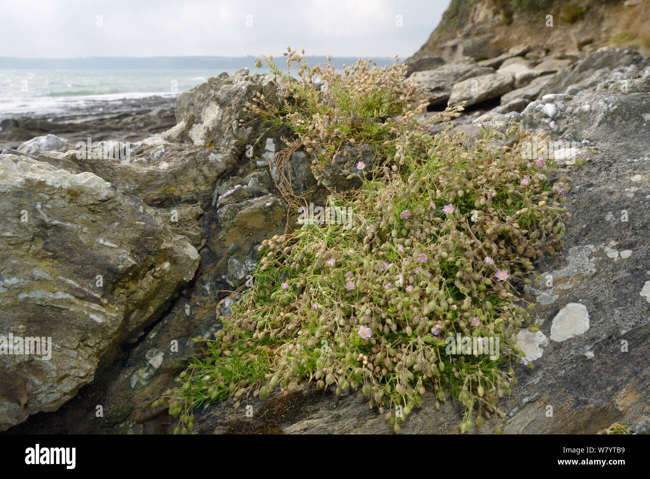 Rock del mare (spurrey Spergularia rupicola) ammassarsi fioritura sulla riva del mare alla base di una scogliera, Cornwall, Regno Unito, Settembre. Foto Stock