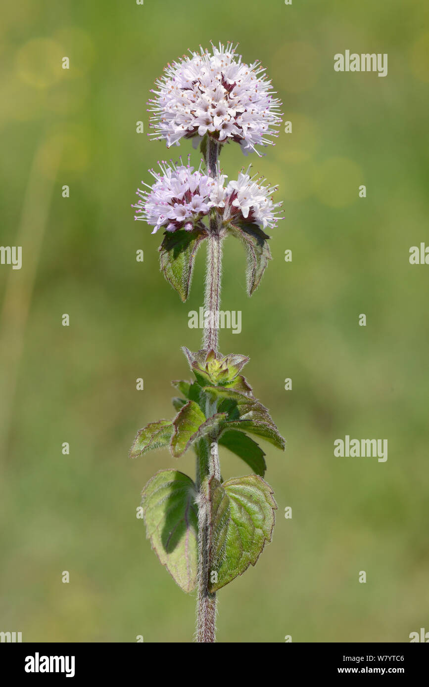 Acqua menta (Mentha aquatica) fioritura sul bordo di una palude, Corfe comune, Dorset, Regno Unito, Luglio. Foto Stock