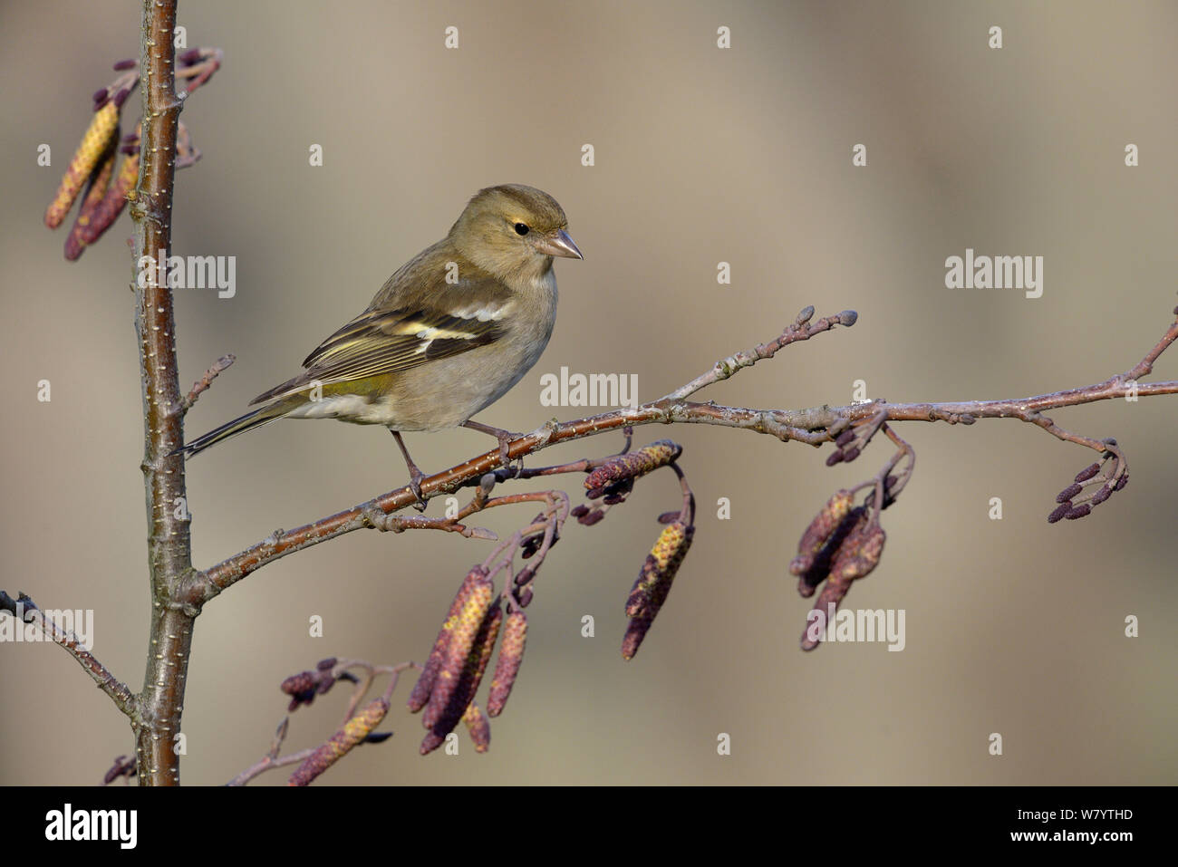 Comune (fringuello Fringilla coelebs) femmina sul ramo, Vendee, Francia, gennaio. Foto Stock