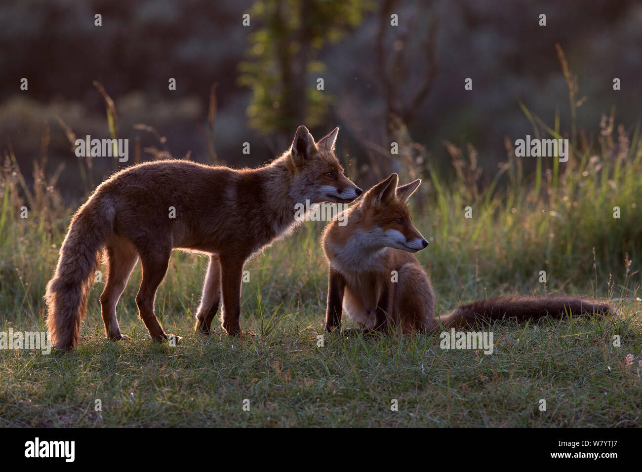 Unione Red Fox (Vulpes vulpes crucigera) due volpi retroilluminato al crepuscolo. I Paesi Bassi. Luglio. Foto Stock