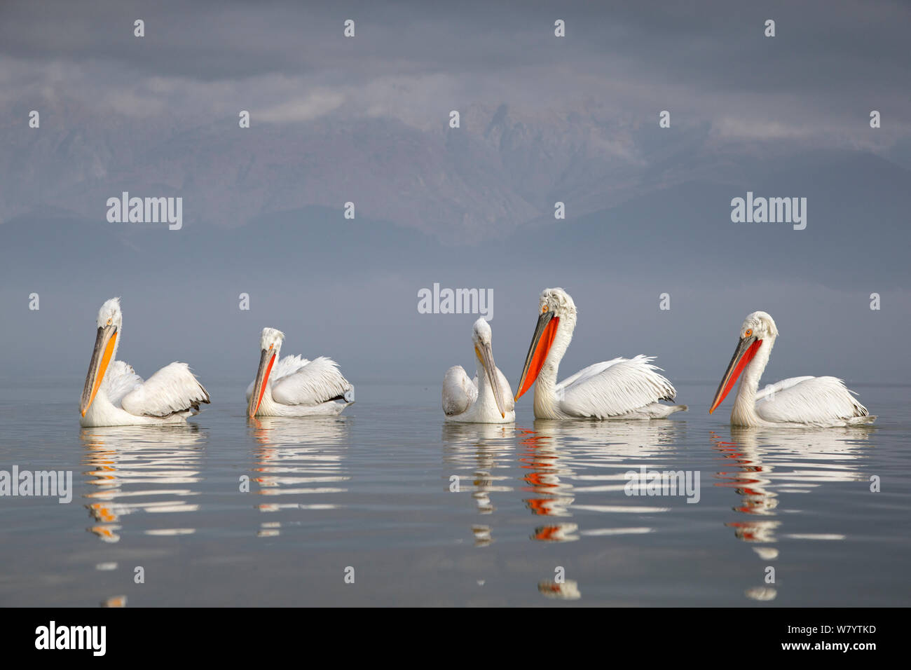 Pellicano dalmata (Pelecanus crispus) gruppo di cinque in appoggio sul lago, con la montagna è avvolta nella nebbia in background. Il lago di Kerkini, Grecia. Febbraio. Le specie vulnerabili. Foto Stock