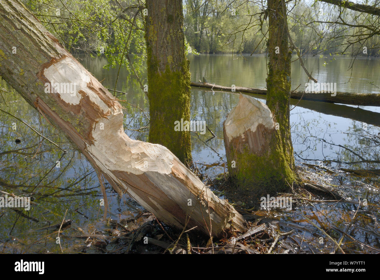 Gli alberi di salice (Salix sp.) rosicchiato e abbattuto dal Eurasian castori (Castor fiber), Wiltshire, Regno Unito, Aprile. Foto Stock